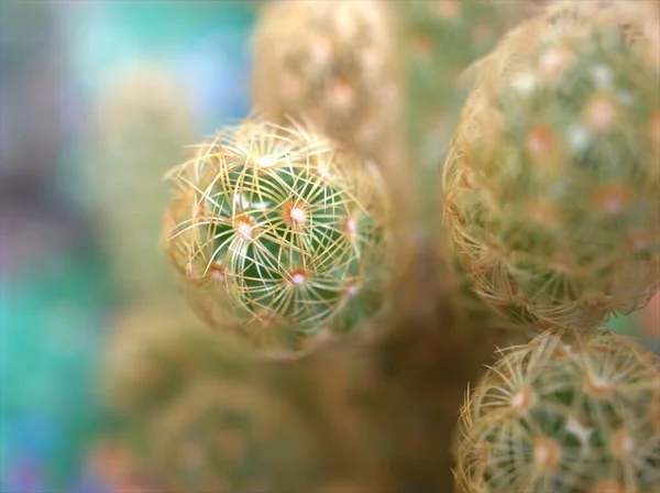 Closeup Cacto Verde Suculento Planta Deserto Jardim Com Fundo Borrado — Fotografia de Stock