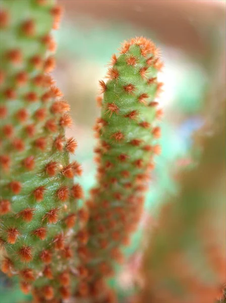 Closeup Cacto Verde Suculento Planta Deserto Jardim Com Fundo Borrado — Fotografia de Stock