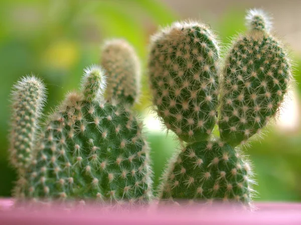 Closeup Cacto Verde Suculento Planta Deserto Jardim Com Fundo Borrado — Fotografia de Stock