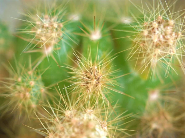 浓郁的绿色仙人掌 背景模糊的沙漠植物 宏观形象 柔和的焦点 甜甜的色彩 — 图库照片