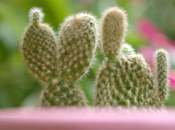 Close Groene Cactus Sappig Woestijnplant Tuin Met Wazige Achtergrond Macro — Stockfoto