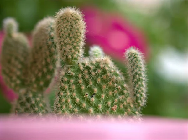 Closeup Cacto Verde Suculento Planta Deserto Jardim Com Fundo Borrado — Fotografia de Stock