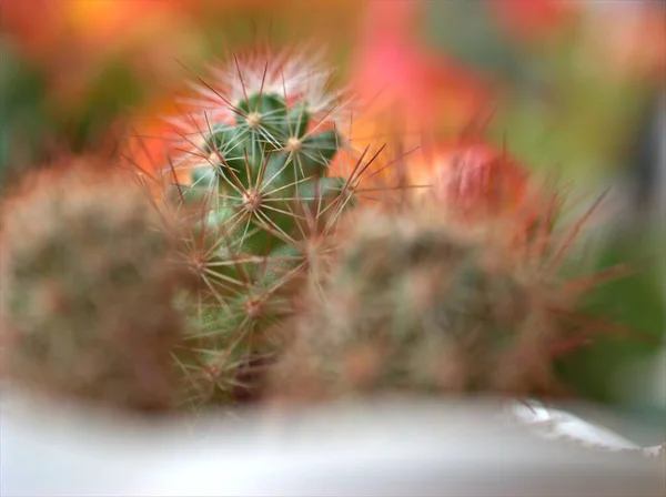 Closeup Green Cactus Succulent Desert Plant Garden Blurred Background Macro — Stock Photo, Image