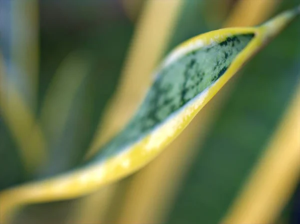 Nahaufnahme Grünes Blatt Der Dracaena Trifasciata Pflanze Mit Verschwommenem Hintergrund — Stockfoto