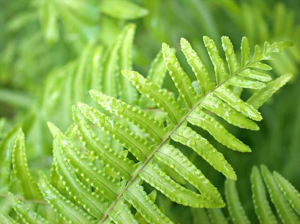 Närbild Grönt Blad Ormbunke Växt Trädgården Med Makro Bild Natur — Stockfoto