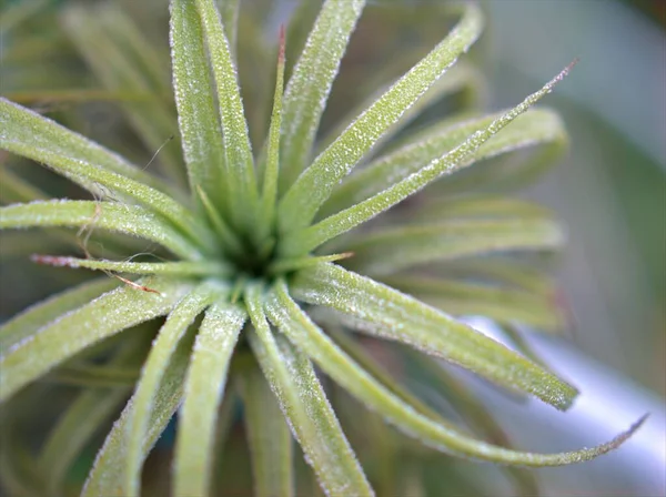 浓郁的绿色仙人掌 背景模糊的沙漠植物 宏观形象 柔和的焦点 甜甜的色彩 — 图库照片