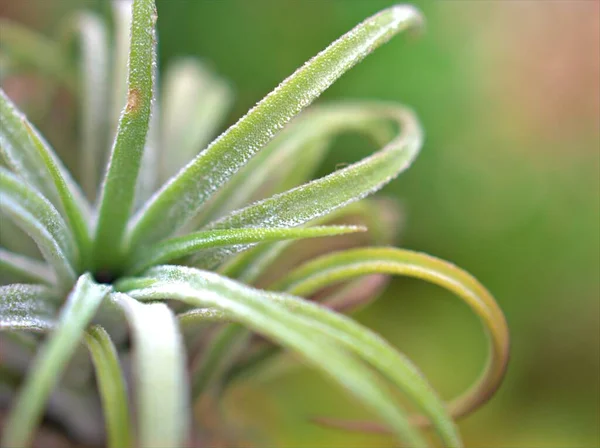 浓郁的绿色仙人掌 背景模糊的沙漠植物 宏观形象 柔和的焦点 甜甜的色彩 — 图库照片