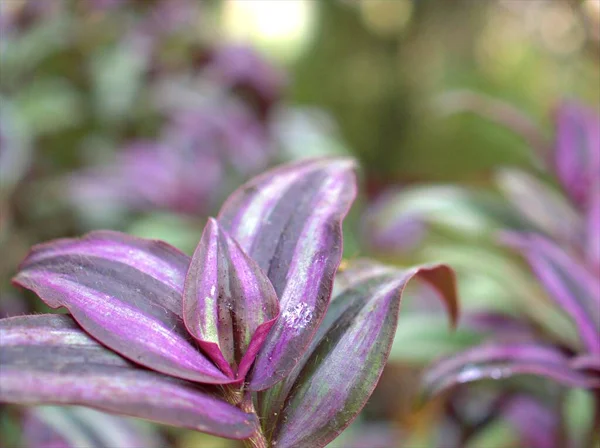 close up of a leaf fo purple heart flower plant, wandering jew in garden with blurred background,macro image ,sweet color for card design ,nature leaves