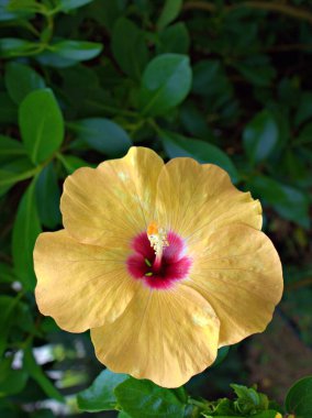 Bahçedeki yeşil, bulanık arka planı, makro görüntüsü, tatlı rengi olan Hibiscus çiçeklerinin yakın plan sarı yaprakları.