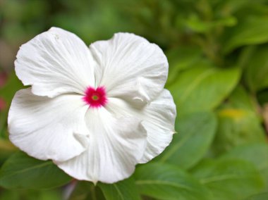 Bahçedeki yeşil, bulanık arka planı, tatlı rengi, kart tasarımı için yumuşak odak noktası olan beyaz menekşe rengi madagaskar çiçeğinin yakın çekim makro yaprakları.
