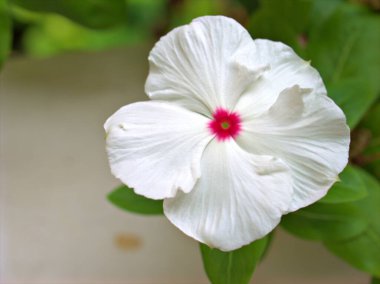 Bahçedeki yeşil, bulanık arka planı, tatlı rengi, kart tasarımı için yumuşak odak noktası olan beyaz menekşe rengi madagaskar çiçeğinin yakın çekim makro yaprakları.