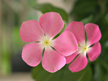 Bahçedeki yeşil, bulanık arka planı, tatlı rengi, kart tasarımı için yumuşak odak noktası olan beyaz menekşe rengi madagaskar çiçeğinin yakın çekim makro yaprakları.