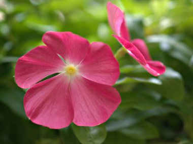 Bahçedeki yeşil, bulanık arka planı, tatlı rengi, kart tasarımı için yumuşak odak noktası olan beyaz menekşe rengi madagaskar çiçeğinin yakın çekim makro yaprakları.