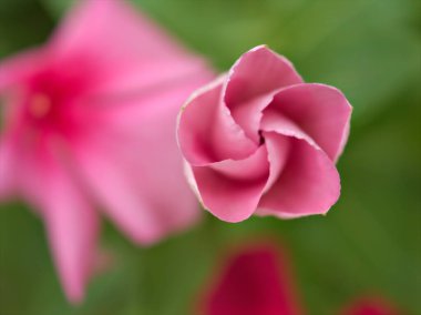 Bahçedeki yeşil, bulanık arka planı, tatlı rengi, kart tasarımı için yumuşak odak noktası olan beyaz menekşe rengi madagaskar çiçeğinin yakın çekim makro yaprakları.