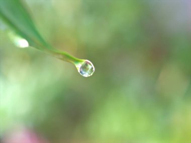 Bitkinin yeşil yaprağına yakın su damlaları parlak bulanık arkaplan, yumuşak odak, makro görüntü, çam yaprağının üzerindeki çiy, kağıt tasarımı için doğal yaprak yağmuru