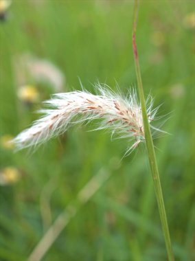 Bahçedeki çimenler (Pennisetum pedicellatum) yeşil arkaplan, makro görüntü, kart tasarımı için yumuşak odak