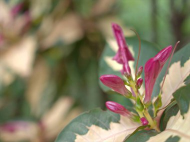 Graptophyllum pitum 'un (karikatür bitkisi) yakın plan pembesi bahçede tomurcuk çiçekleri bulanık arka plan, tatlı renk, makro görüntü, kart tasarımı için yumuşak odak