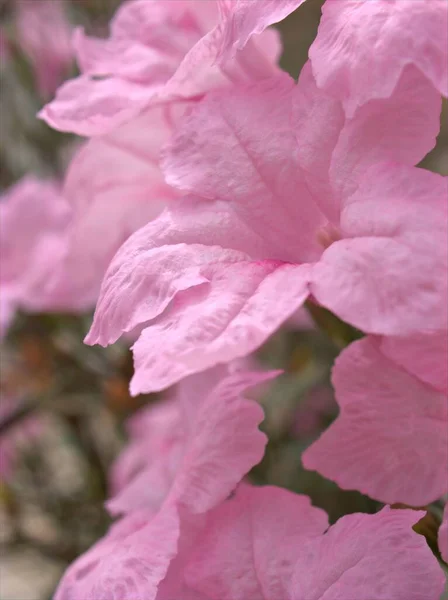 Closeup Pétalas Rosa Ruellia Tuberosa Simplex Plantas Flores Petúnia Selvagens — Fotografia de Stock