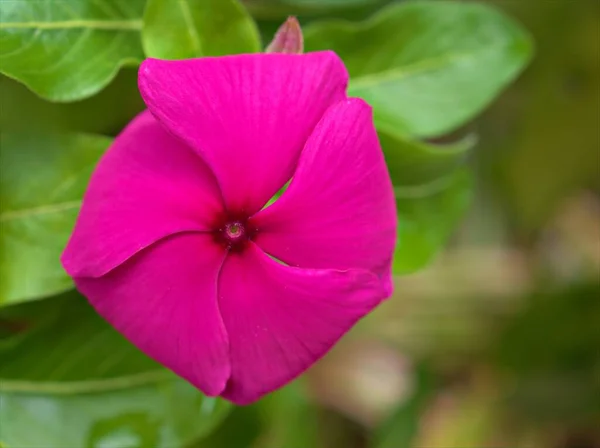 Крупный План Розовые Лепестки Periwinkle Мадагаскара Цветы Растения Саду Размытым — стоковое фото