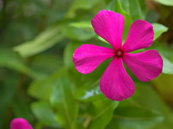 Gros Plans Pétales Roses Pervenche Madagascar Fleurs Plantes Dans Jardin — Photo