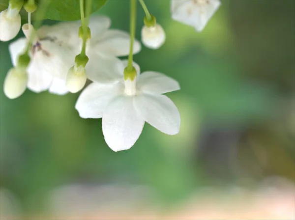 Detailní Makro Bílé Okvětní Lístky Vody Jasmín Květiny Rostliny Zahradě — Stock fotografie