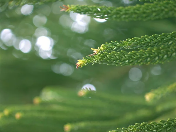 Primo Piano Macro Foglia Verde Pino Con Sfondo Bokeh Sfocato — Foto Stock