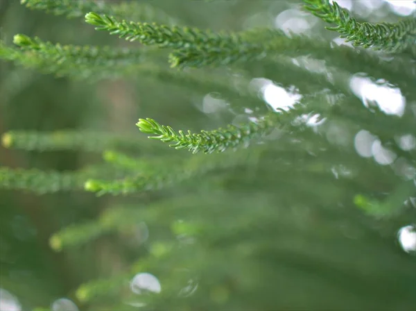 緑のぼんやりとした墨色の松の葉のマクロ緑の葉 マクロ画像 カードデザインのための自然葉 — ストック写真
