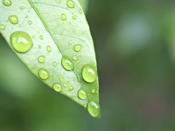 植物绿叶上的水滴 背景明亮模糊 聚焦点柔和 宏观形象化 松叶上有露水 自然叶上有雨水作卡片设计 — 图库照片