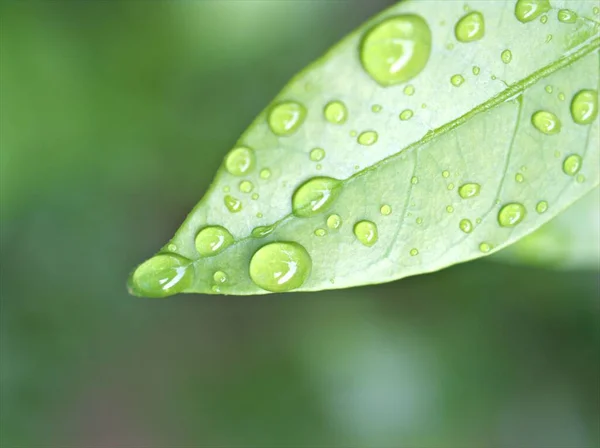 植物绿叶上的水滴 背景明亮模糊 聚焦点柔和 宏观形象化 松叶上有露水 自然叶上有雨水作卡片设计 — 图库照片