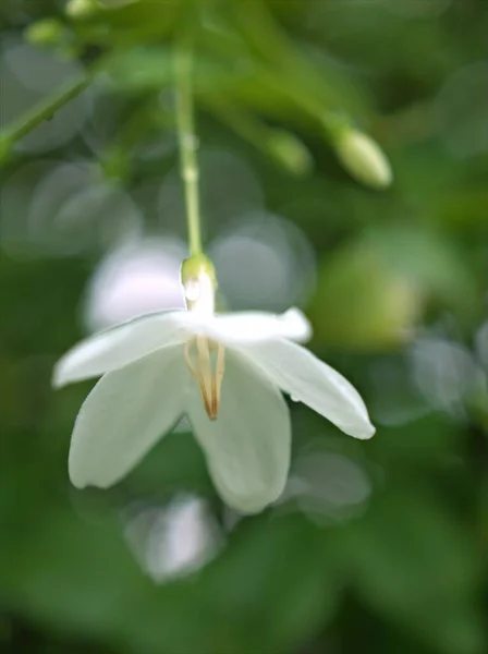 Zbliżenie Makro Białe Płatki Wody Jaśminu Kwiaty Roślin Ogrodzie Zielonym — Zdjęcie stockowe