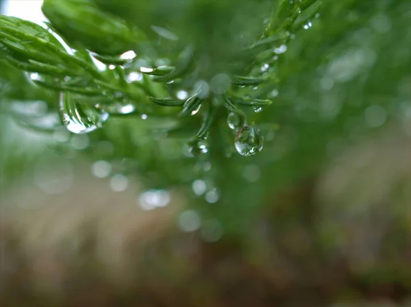 明るい背景 柔らかい焦点 マクロ画像 松の葉の露 カードデザインのための自然の葉の雨と植物の緑の葉の上の水の閉鎖滴 — ストック写真