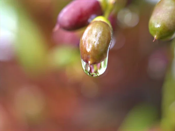 葉植物の上に水滴を閉じます カラフルなぼやけた背景と マクロ画像 甘い色 柔らかい焦点 自然の葉に露滴 言葉とカードのデザインのための — ストック写真