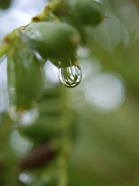 葉植物の上に水滴を閉じます カラフルなぼやけた背景と マクロ画像 甘い色 柔らかい焦点 自然の葉に露滴 言葉とカードのデザインのための — ストック写真