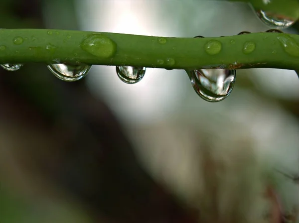 背景がぼやけている庭の緑の葉 に水滴を閉じ マクロ画像 柔らかい焦点 植物の露滴 カードデザインのための自然葉 — ストック写真