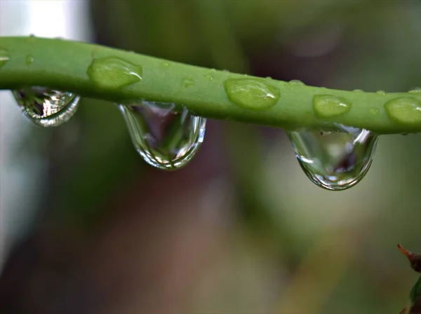 Closeup Water Droplets Green Leaf Rain Drops Garden Blurred Background — Stock Photo, Image