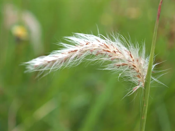 緑の背景がぼやけている庭の白い噴水草 Pennisetum Pedicellatum の植物を閉じる マクロ画像 カードデザインのためのソフトフォーカス — ストック写真