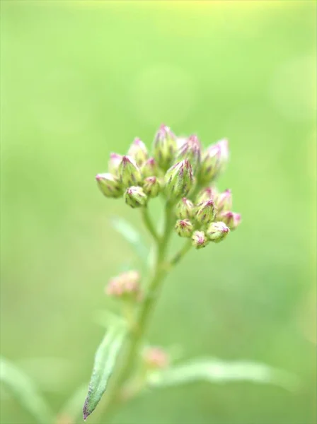 Bocciolo Primo Piano Fiori Viola Giardino Con Sfondo Sfocato Verde — Foto Stock