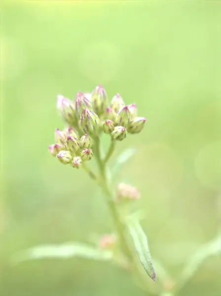 Bocciolo Primo Piano Fiori Viola Giardino Con Sfondo Sfocato Verde — Foto Stock