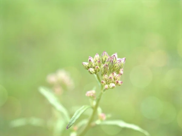 Bocciolo Primo Piano Fiori Viola Giardino Con Sfondo Sfocato Verde — Foto Stock