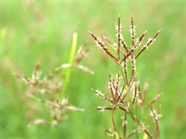 Nahaufnahme Makro Rot Der Andropogon Unkrautpflanze Grasfamilie Mit Grün Verschwommenem — Stockfoto