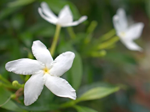Zbliżenie Białe Płatki Jaśminu Krepy Tabernaemontana Dwuzmiennych Roślin Kwiatowych Ogrodzie — Zdjęcie stockowe