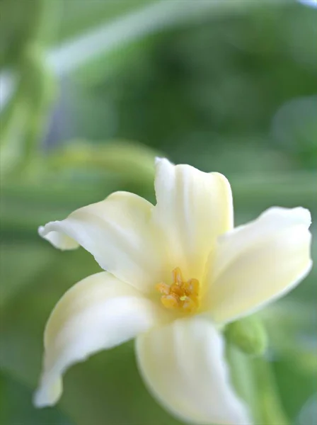 Zbliżenie Białe Płatki Papai Kwiat Ogrodzie Rozmytym Tle Obraz Makro — Zdjęcie stockowe
