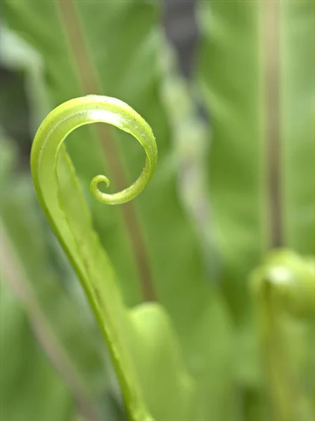 软焦点 宏观图像 模糊背景 自然叶为卡片设计的蕨类植物绿叶 — 图库照片