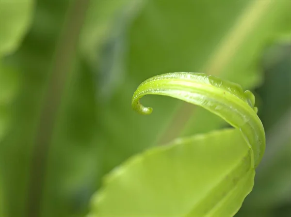 Zbliżenie Zielony Liść Rośliny Paproci Miękkim Ostrością Makro Obraz Rozmyte — Zdjęcie stockowe