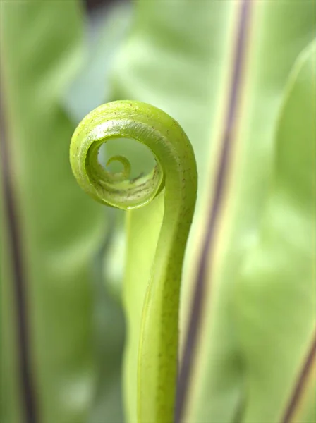 软焦点 宏观图像 模糊背景 自然叶为卡片设计的蕨类植物绿叶 — 图库照片