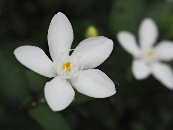 Detailní Bílé Okvětní Lístky Jasmínu Wrightia Antidysenterica Kvetoucí Rostliny Květiny — Stock fotografie