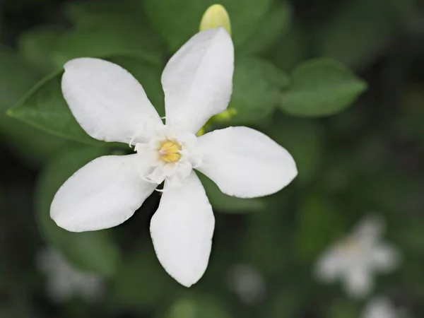 정원에 피우고 재스민 Wrightia Antidysenterica 의하얀 꽃잎을 클로즈업하여 디자인을 매크로 — 스톡 사진