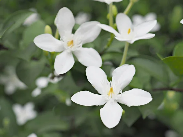 Bliżej Białe Płatki Jaśminu Wrightia Antidysenterica Kwitnące Kwiaty Roślin Ogrodzie — Zdjęcie stockowe