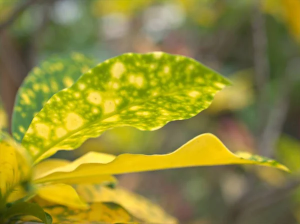 Primo Piano Foglia Gialla Con Sfondo Sfocato Macro Immagine Foglie — Foto Stock