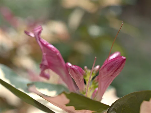 Κοντινό Ροζ Του Graptophyllum Pitum Καρικατούρα Φυτό Μπουμπούκια Λουλούδια Φυτά — Φωτογραφία Αρχείου